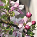 Appelbloesem als symbool voor de meivakantie