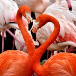 Flamongo’s ter illustratie van het familieweekend