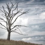 Deze afbeelding van een dode boom illustreert de titel van mijn blog die over de dood gaat