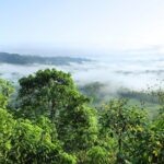 Tropical rainforest with rising mist, visible evidence of transpiration and the natural water cycle.
